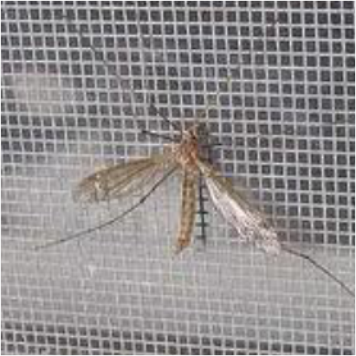 Tela Mosquiteiro